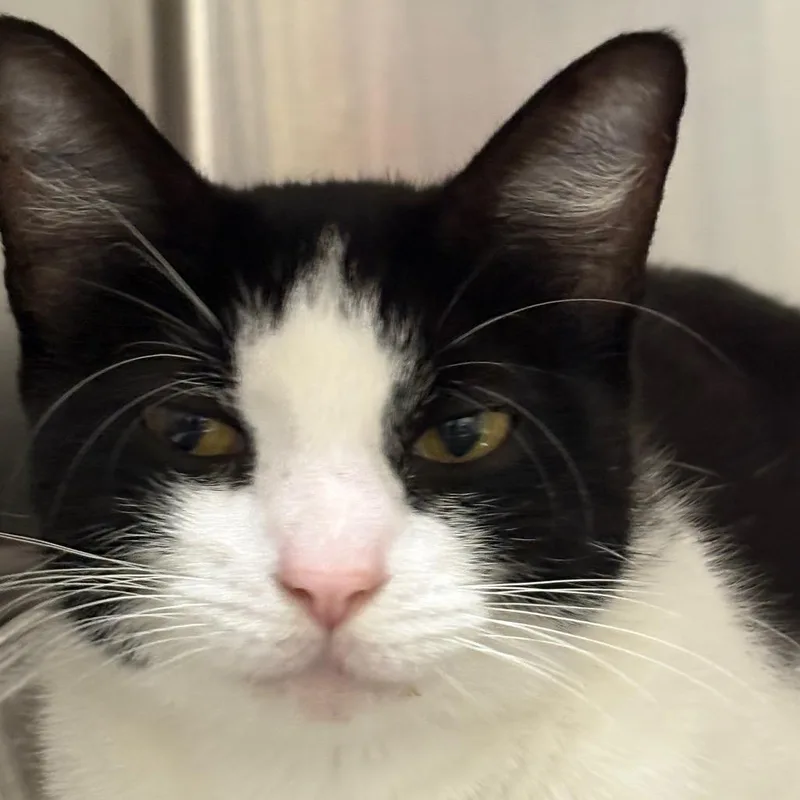 Daffodil thumbnail 2