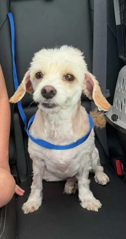 A senior small-sized female Havanese dog named Lilly for adoption in Orlando, FL