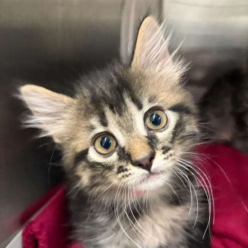 A baby small-sized female Black Domestic Medium Hair cat named Sushi for adoption in Ardmore, OK