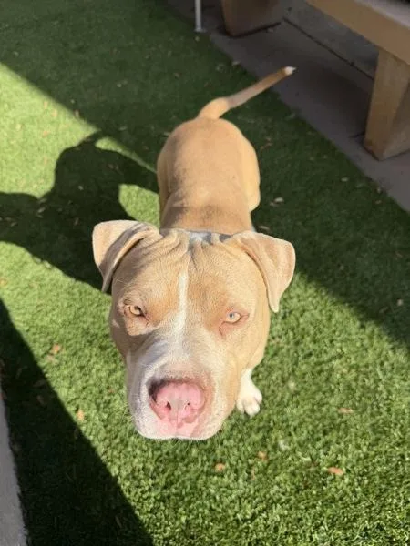 A young medium-sized male Pit Bull Terrier dog named Agouti for adoption in San Diego, CA