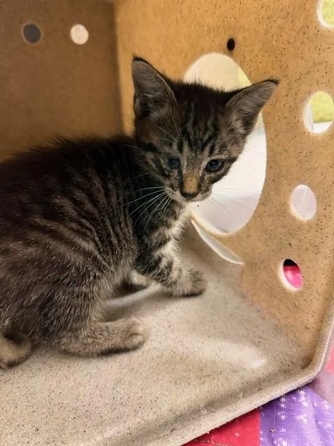 A baby small-sized male Domestic Short Hair cat named A for adoption in Riverside, CA