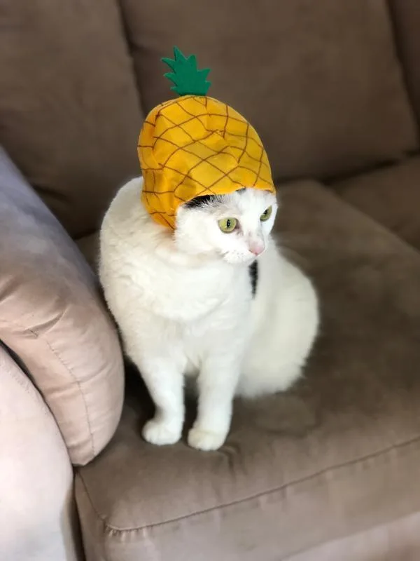 A senior medium-sized female White Turkish Van cat named Kyle for adoption in Sunnyvale, CA