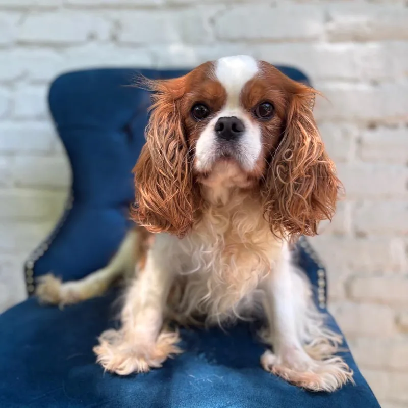 An adult small-sized female Cavalier King Charles Spaniel dog named Little Acorn for adoption in Zionsville, IN