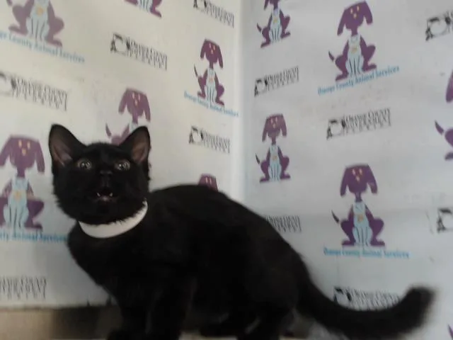 Mavis