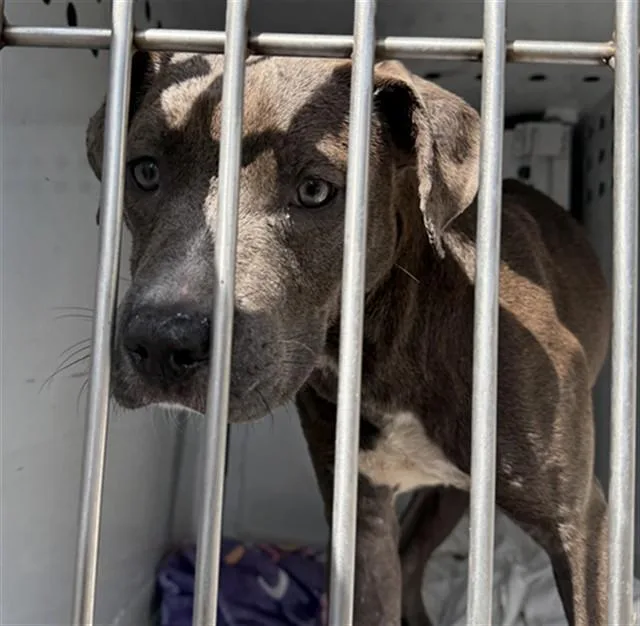 A young medium-sized male Pit Bull Terrier dog named Darius for adoption in Sacramento, CA