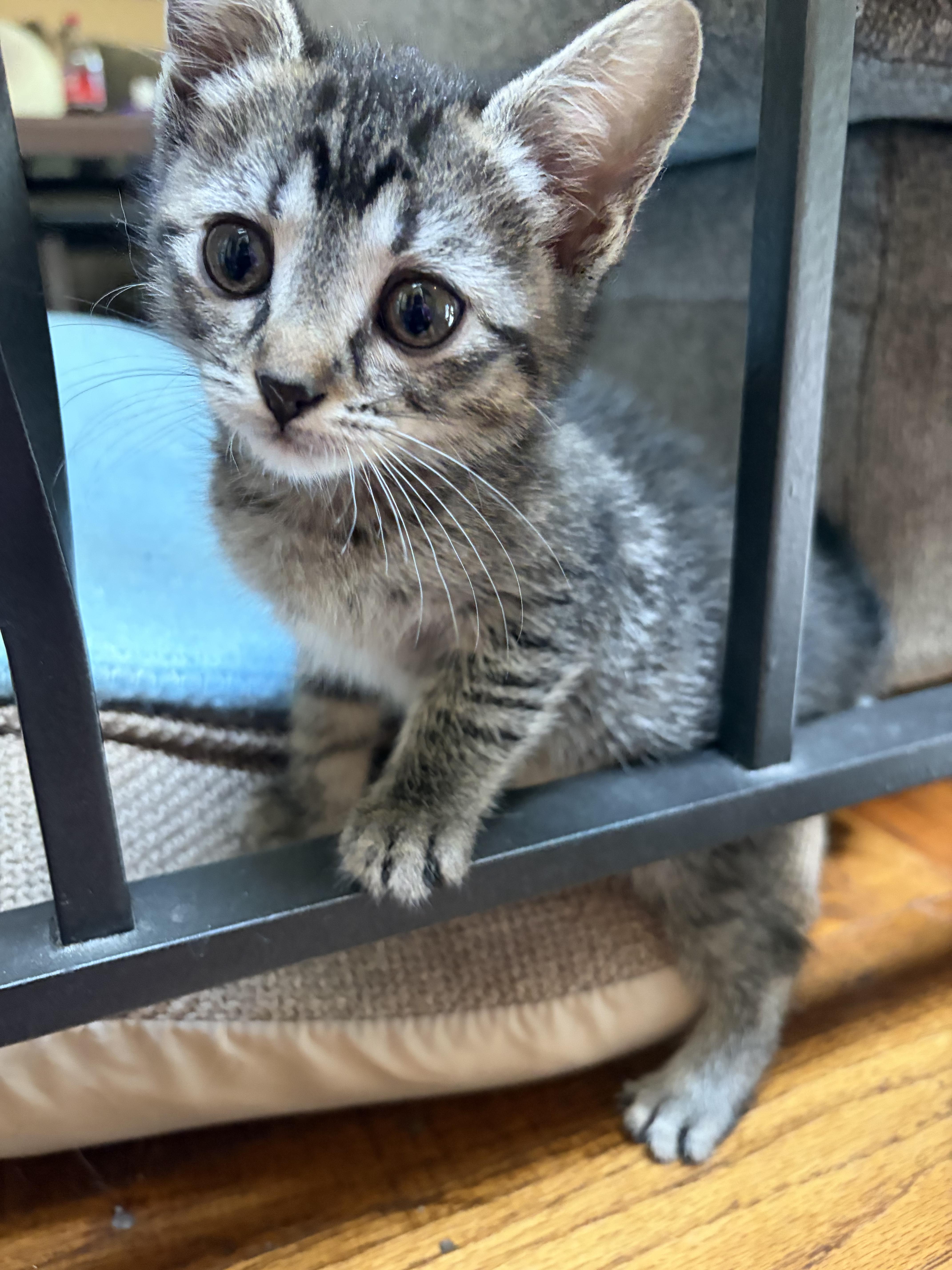 A baby medium-sized female Tabby (Buff / Tan / Fawn) Domestic Short Hair cat named Honey for adoption in Farmington, MN