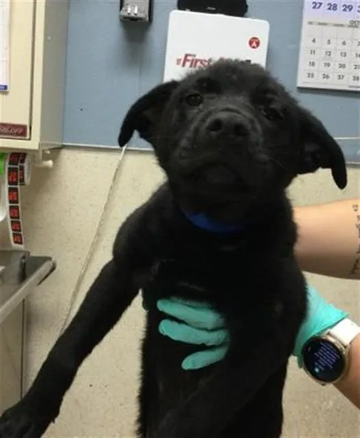 A baby small-sized male Shepherd dog named Gunner for adoption in Riverside, CA
