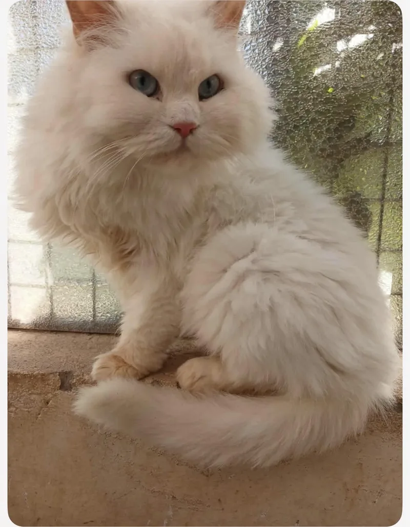 An adult medium-sized female Himalayan cat named Sissy Egypt for adoption in Nutley, NJ