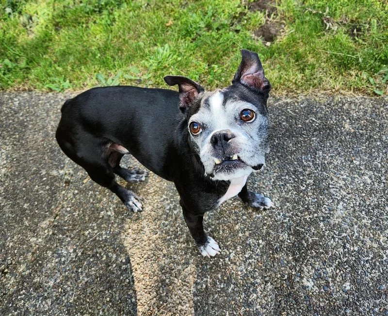 A senior small-sized male Boston Terrier dog named Louie for adoption in Seattle, WA