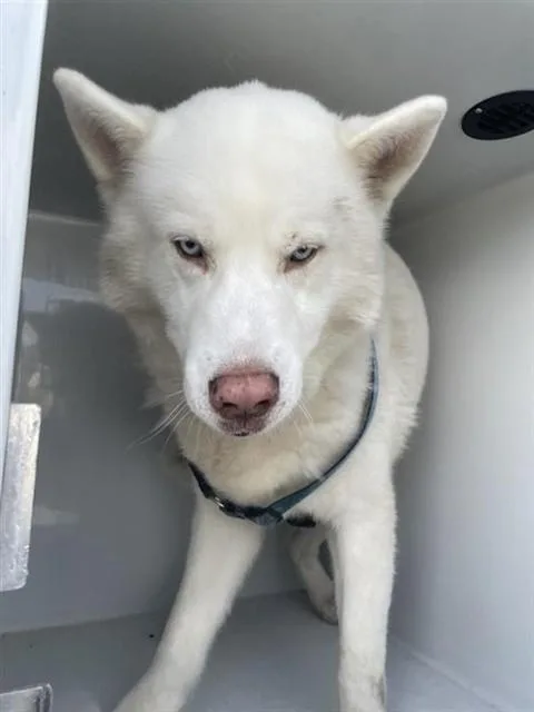 An adult large-sized male Siberian Husky dog named A for adoption in Houston, TX