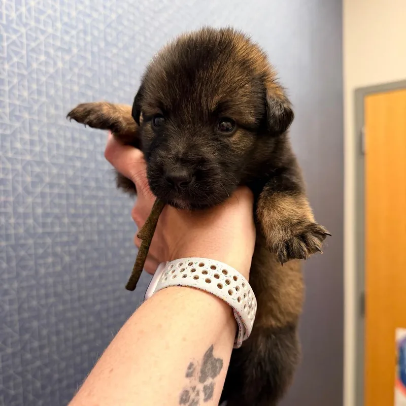 A baby small-sized male Black Shepherd dog named Vader for adoption in Saint John, IN