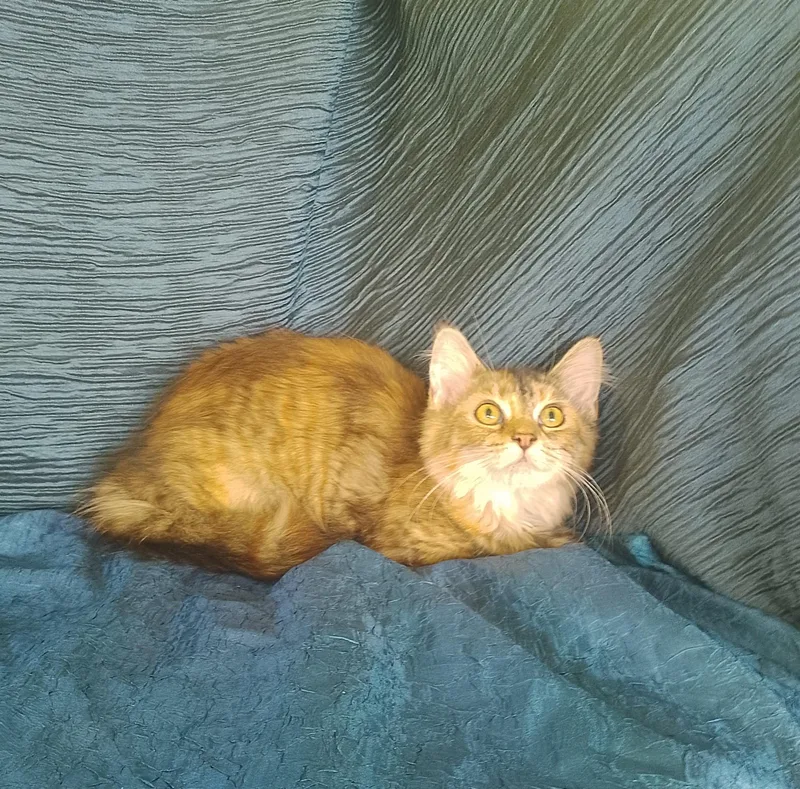 Stella