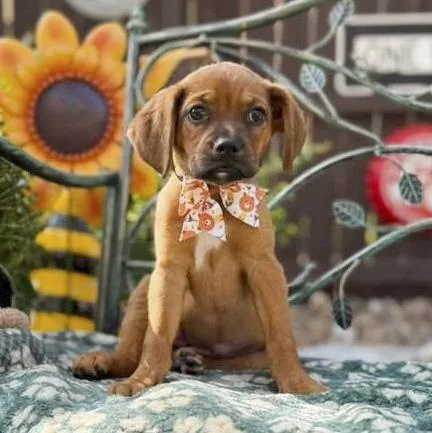 A baby medium-sized female Black Boxer dog named Brownie for adoption in Southport, CT