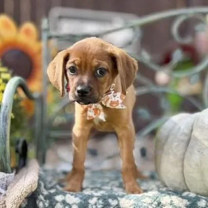 Brownie thumbnail 3