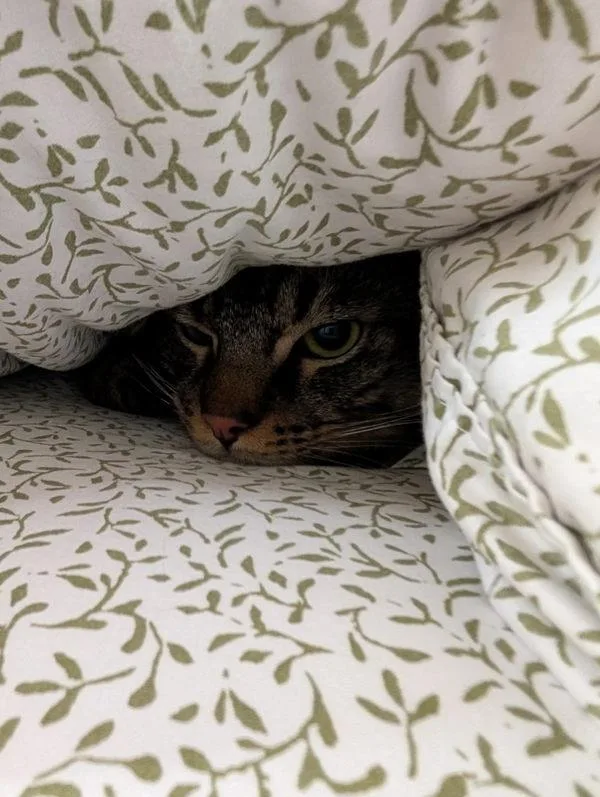 An adult small-sized male Domestic Short Hair cat named Sourdough for adoption in San Diego, CA
