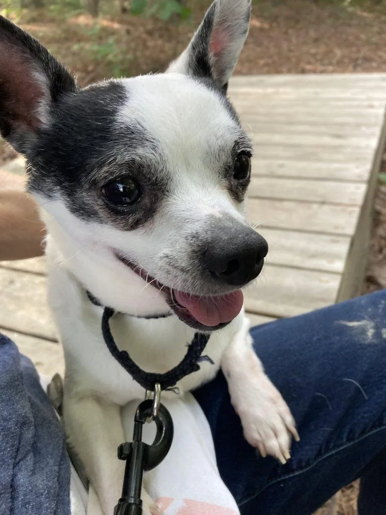 A senior small-sized male Mixed Breed dog named Dino for adoption in Durham, NC