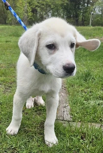 A baby small-sized female Great Pyrenees dog named Rachel for adoption in Salem, NH