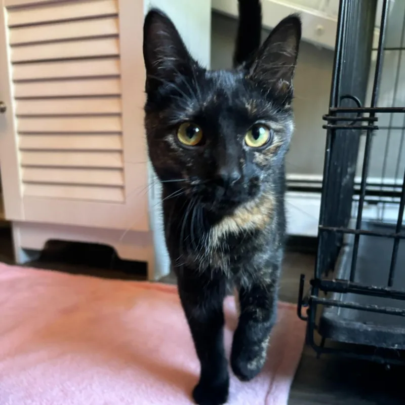 A baby medium-sized female Black & White / Tuxedo Domestic Short Hair cat named Baileys for adoption in Hudsonville, MI