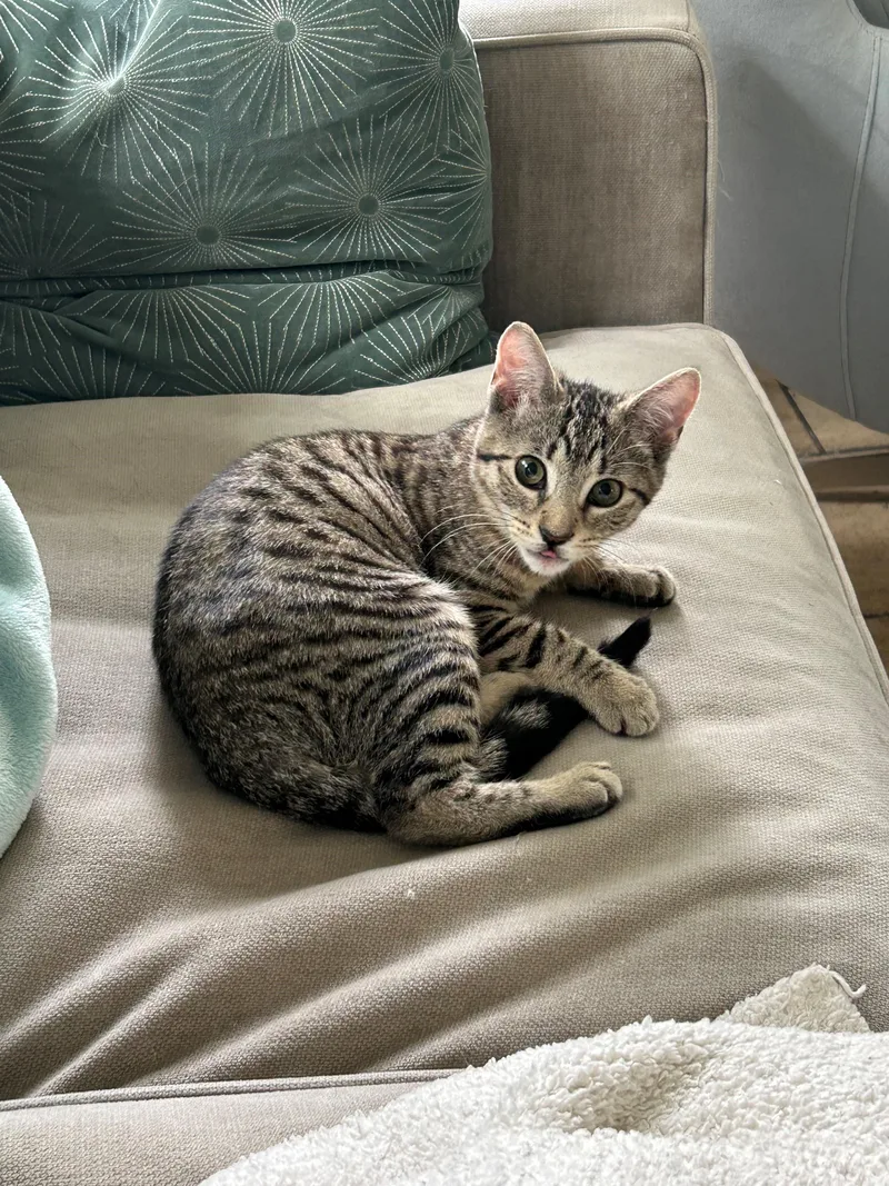 A young medium-sized female Tabby (Brown / Chocolate) Domestic Short Hair cat named Sami for adoption in Westfield, NJ
