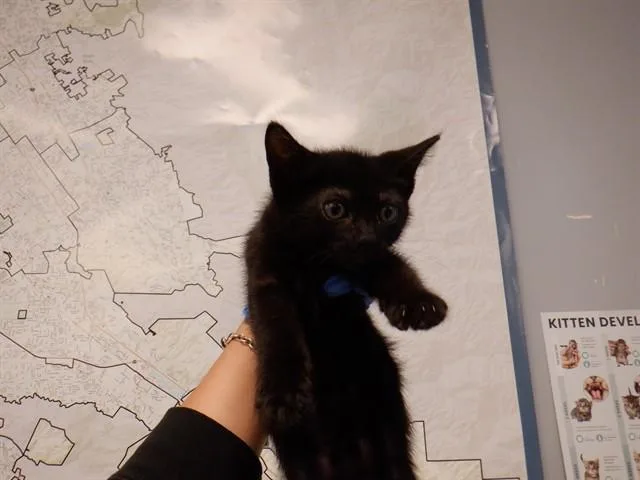 A baby small-sized male Domestic Short Hair cat named A for adoption in San Jose, CA