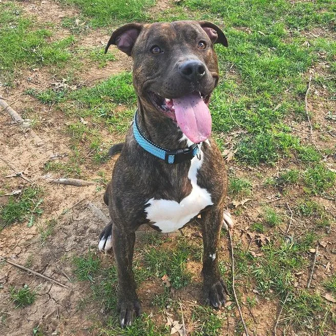 An adult large-sized male Brindle Mixed Breed dog named Keebler for adoption in Chattanooga, TN