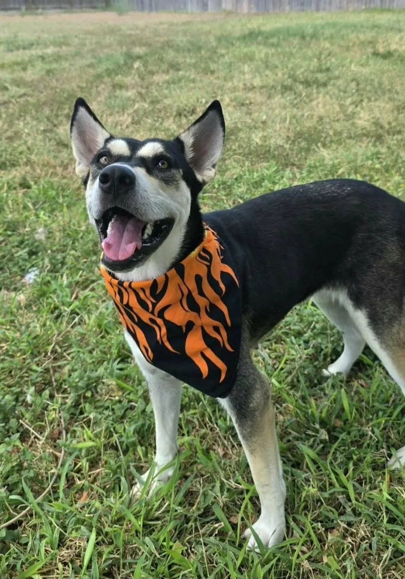 A young large-sized female Siberian Husky dog named Athena for adoption in Gregory, TX