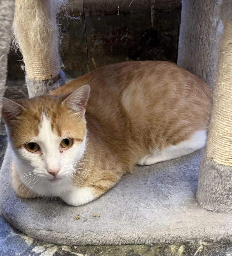 An adult medium-sized female Domestic Short Hair cat named Elsa for adoption in Hamburg, NY