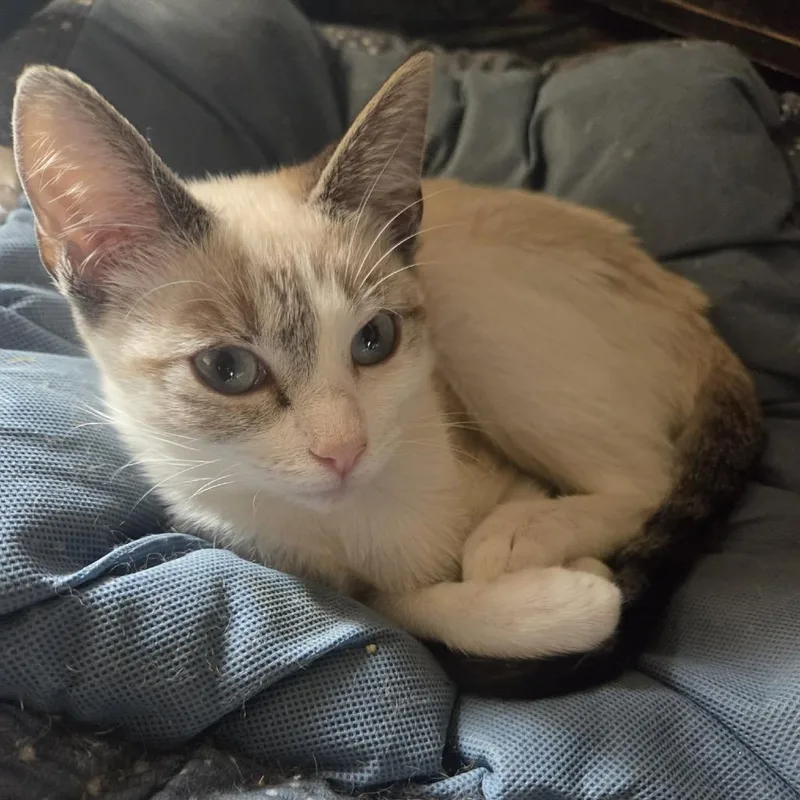 A baby small-sized female Siamese cat named Sandy for adoption in mount vernon, AR