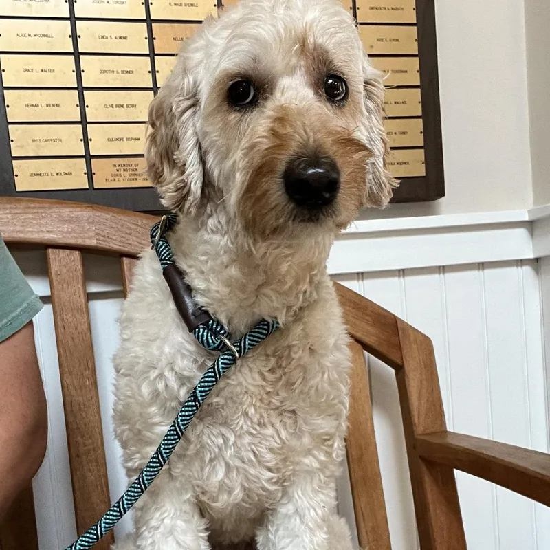 An adult medium-sized male Yellow / Tan / Blond / Fawn Yellow Labrador Retriever dog named MONTStray for adoption in Perkiomenville, PA