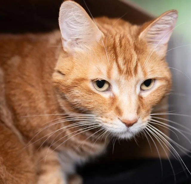An adult medium-sized male Domestic Medium Hair cat named Charlie for adoption in Boston, MA