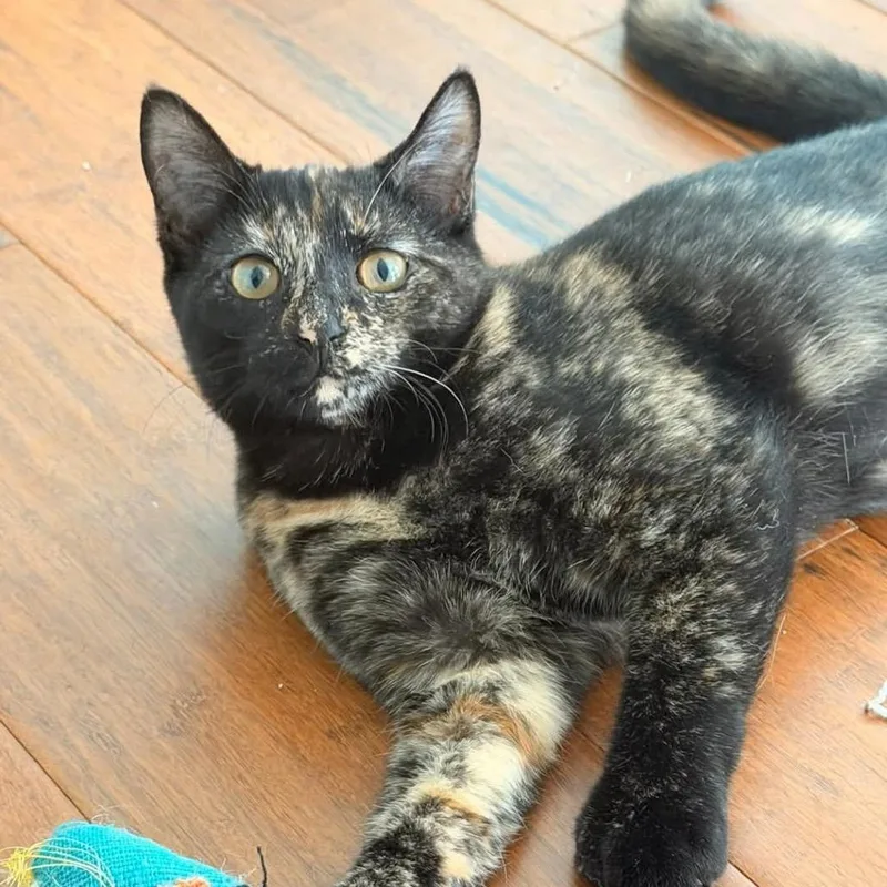 A young medium-sized female Orange / Red Domestic Short Hair cat named Maple for adoption in Hamburg, NY