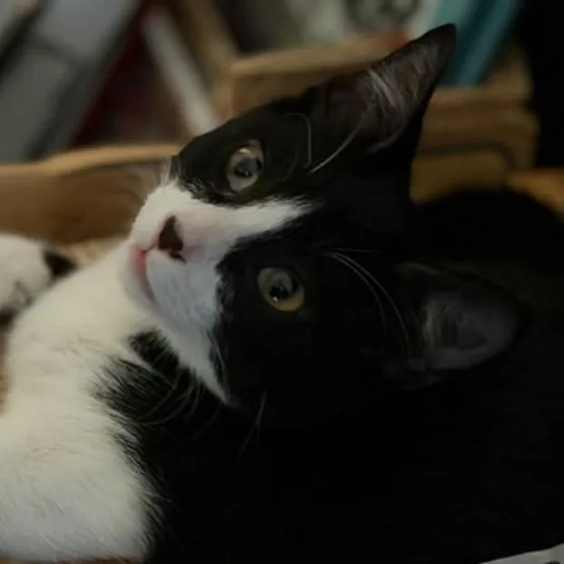 A baby small-sized male Black Domestic Short Hair cat named Domino for adoption in Hemet, CA