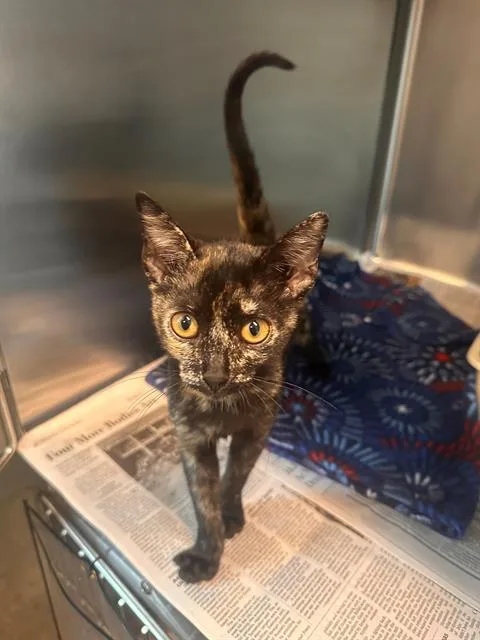 A baby small-sized female Domestic Short Hair cat named Lilliana for adoption in Houston, TX