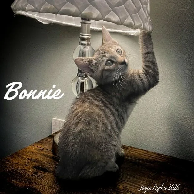 A young small-sized female Domestic Short Hair cat named Bonnie for adoption in Haw River, NC