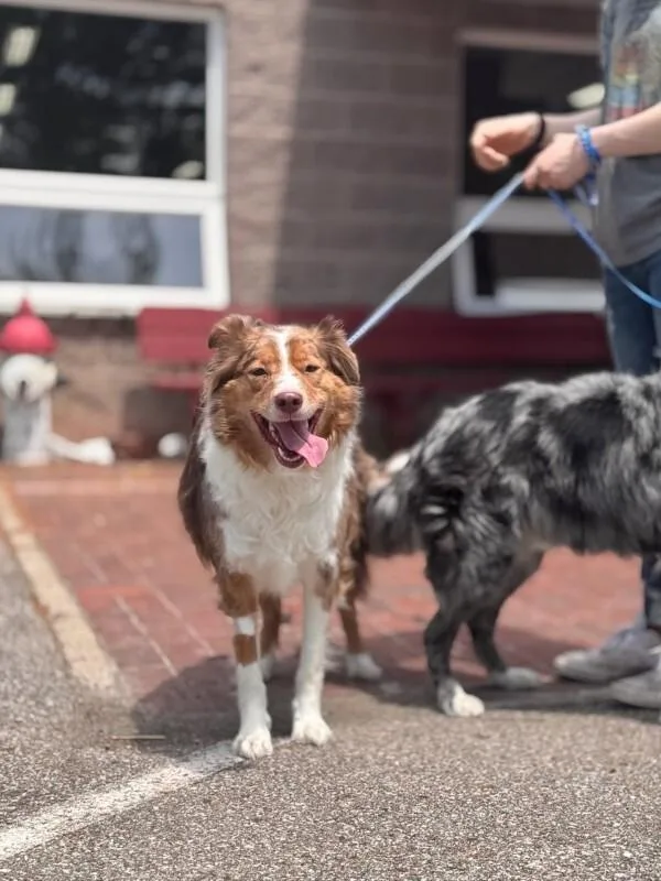 An adult medium-sized male Merle (Red) Australian Shepherd dog named Cooper for adoption in Wooster, OH