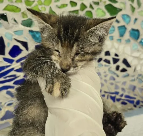A baby small-sized female Domestic Short Hair cat named Phish for adoption in Pensacola, FL
