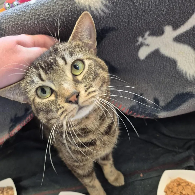 An adult medium-sized male Brown / Chocolate Domestic Short Hair cat named Chester for adoption in Birdsboro, PA