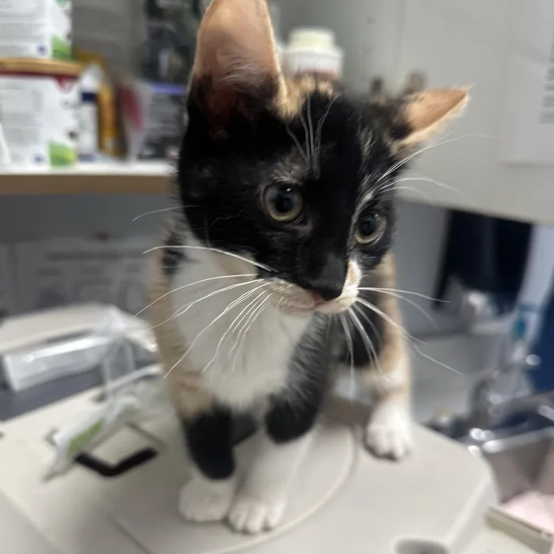 A young medium-sized female Calico Domestic Short Hair cat named Muffin for adoption in Clinton, IL