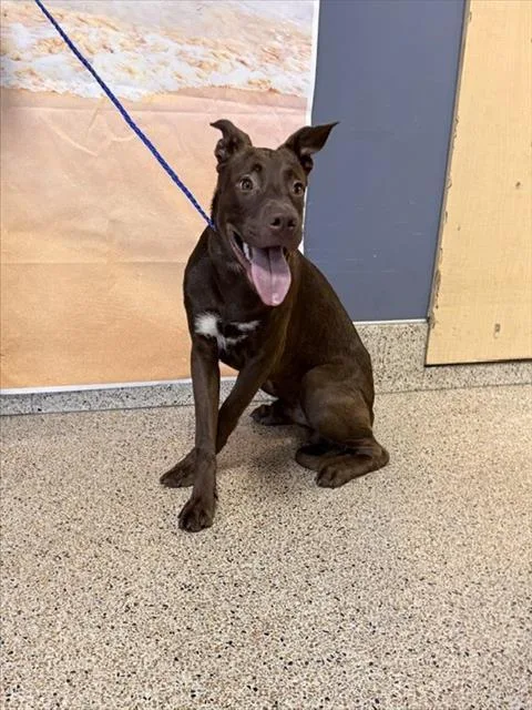 A young medium-sized male Terrier dog named Gucci for adoption in Miami, FL