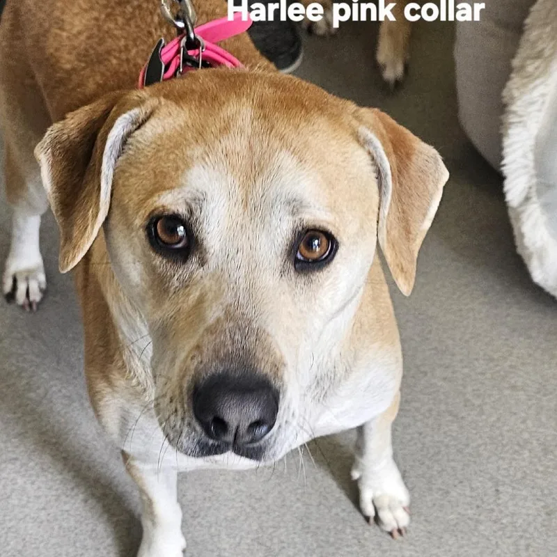 An adult large-sized female Brown / Chocolate Mixed Breed dog named Harlee for adoption in Ballston Spa, NY
