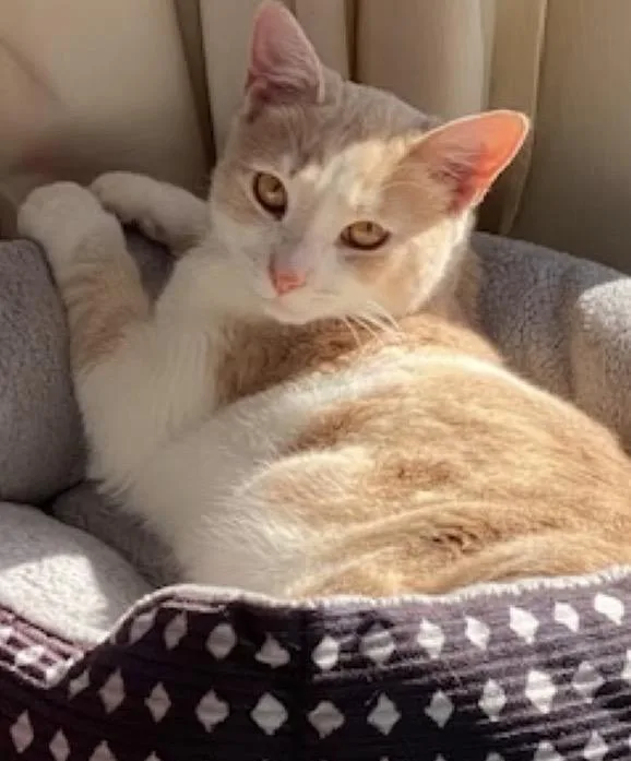 A baby small-sized male Orange & White Domestic Short Hair cat named Oscar for adoption in Harrington, DE