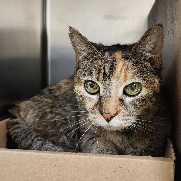 A senior medium-sized female Brown / Chocolate Domestic Short Hair cat named Angel for adoption in Philadelphia, PA
