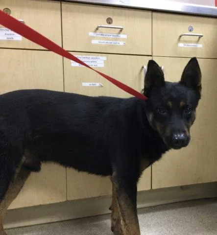 A young medium-sized male German Shepherd Dog dog named Rex for adoption in Riverside, CA