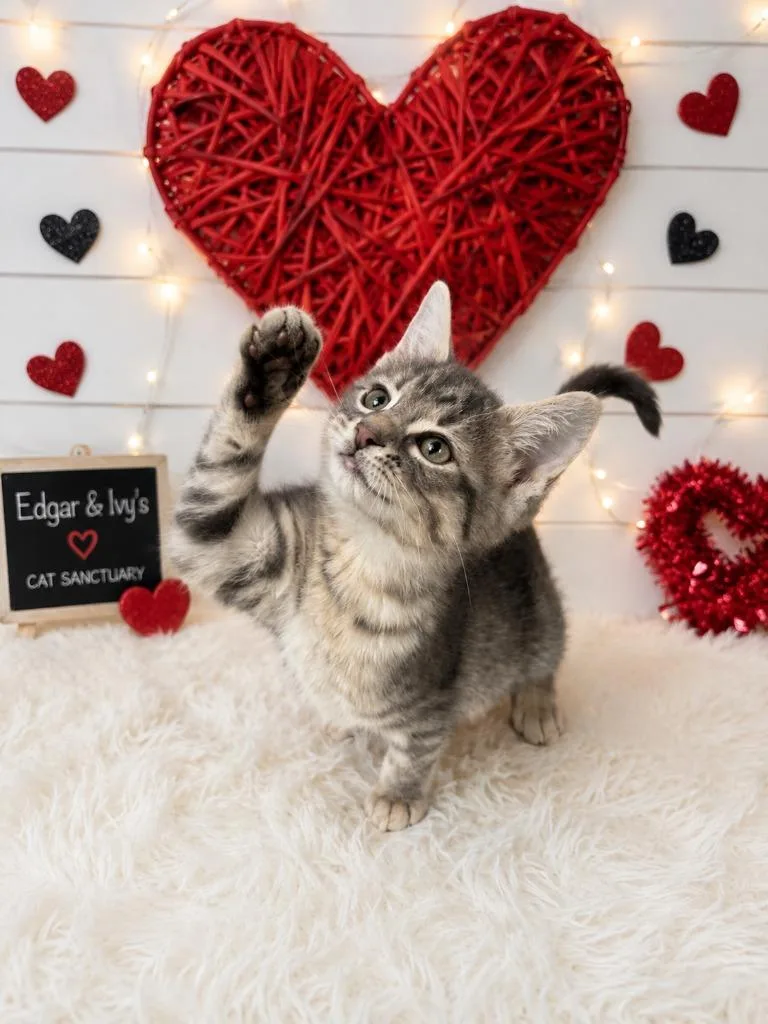 A baby small-sized male Domestic Short Hair cat named Vortex for adoption in Corpus Christi, TX