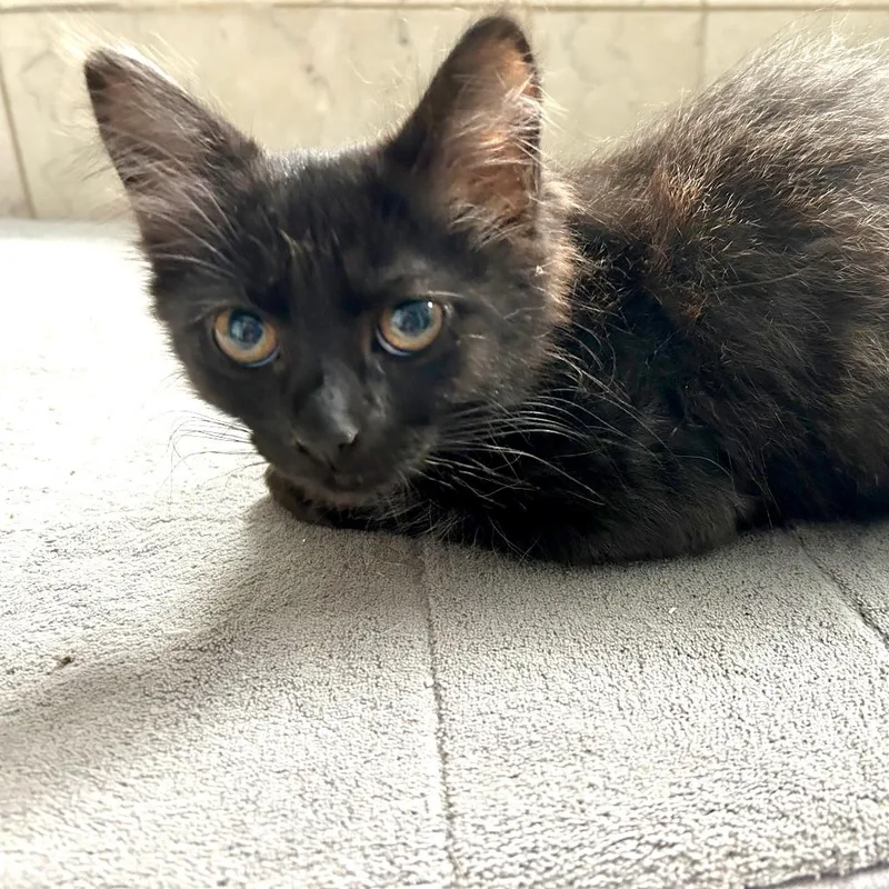 A baby small-sized female Black Domestic Long Hair cat named Spock for adoption in Woodinville, WA