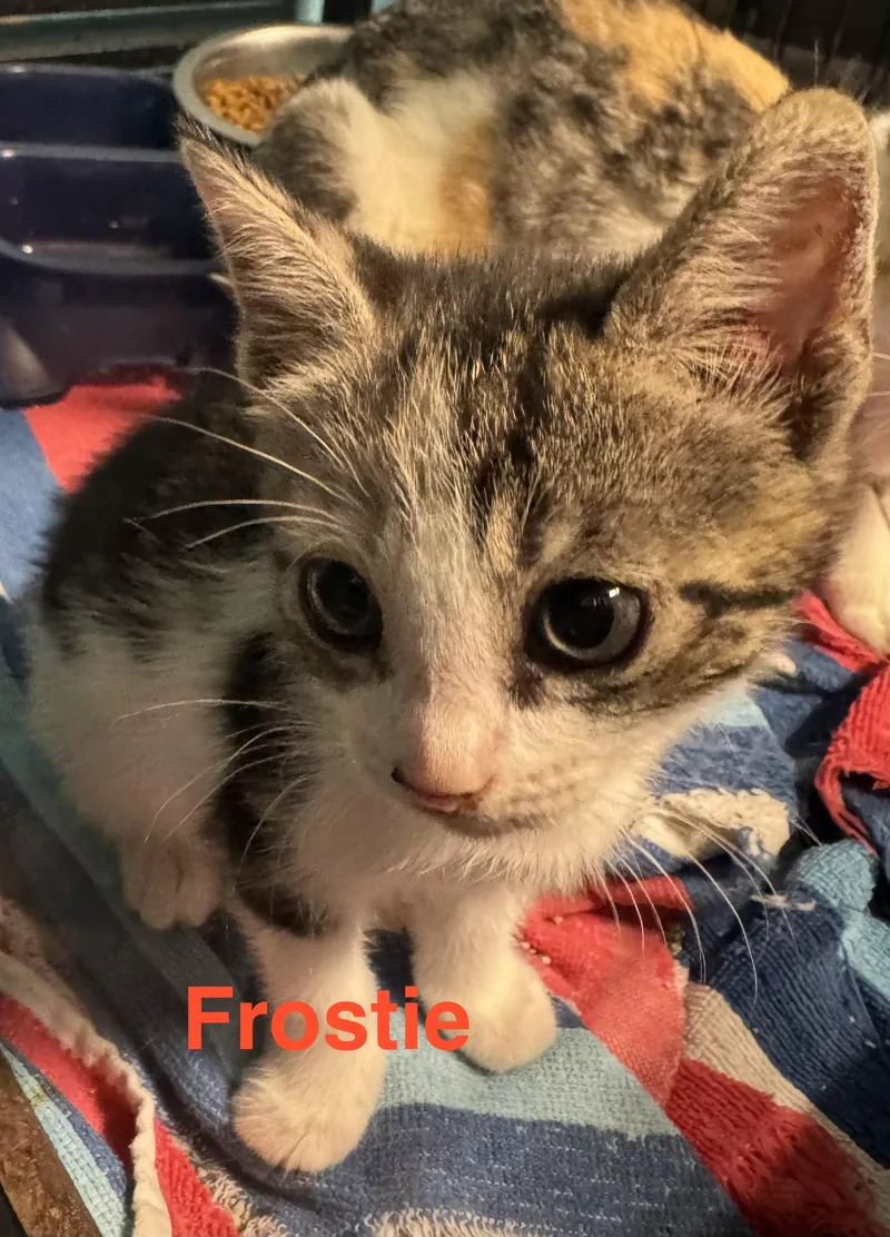 A baby medium-sized male Tabby (Brown / Chocolate) American Shorthair cat named Frostie for adoption in Shrewsbury, MA