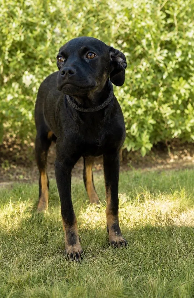 A baby extra large-sized female Terrier dog named Evana for adoption in North Syracuse, NY