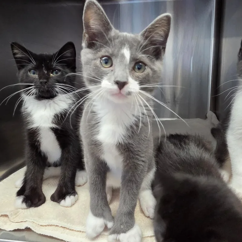 A baby medium-sized male Domestic Short Hair cat named Toebias for adoption in Warwick, RI