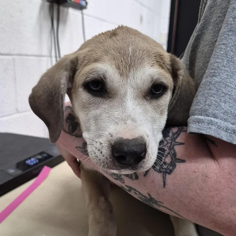A baby small-sized female Yellow / Tan / Blond / Fawn Mixed Breed dog named Snookums for adoption in Ardmore, OK