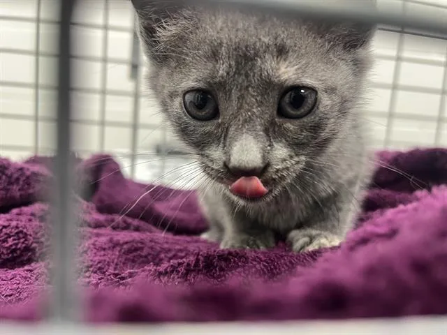A baby small-sized female Domestic Short Hair cat named Luna for adoption in Ocala, FL